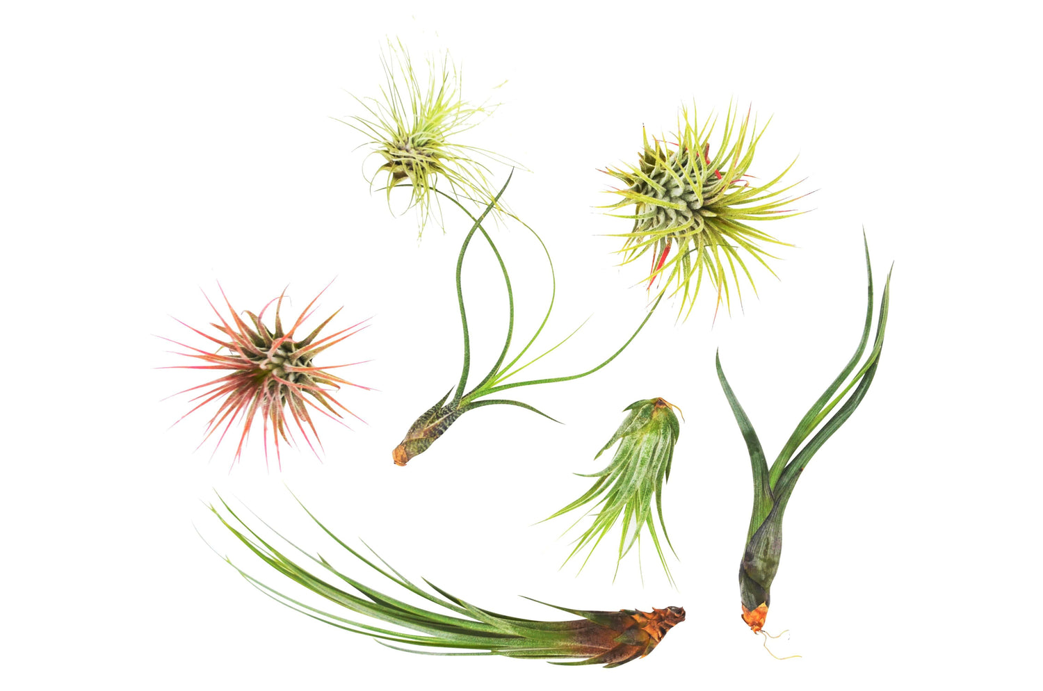 Air Plants