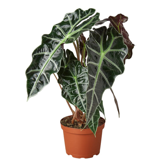 Alocasia Polly 'African Mask'