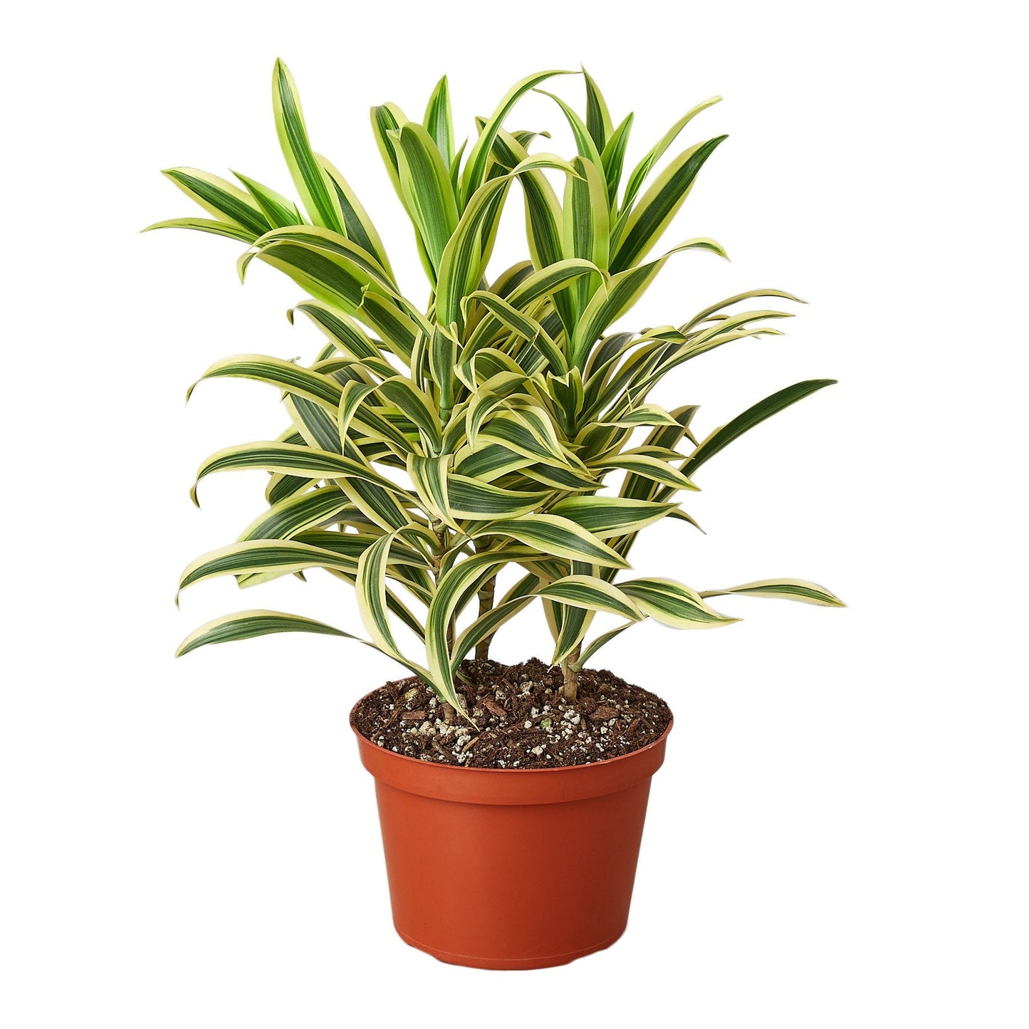 Dracaena 'Song of India'