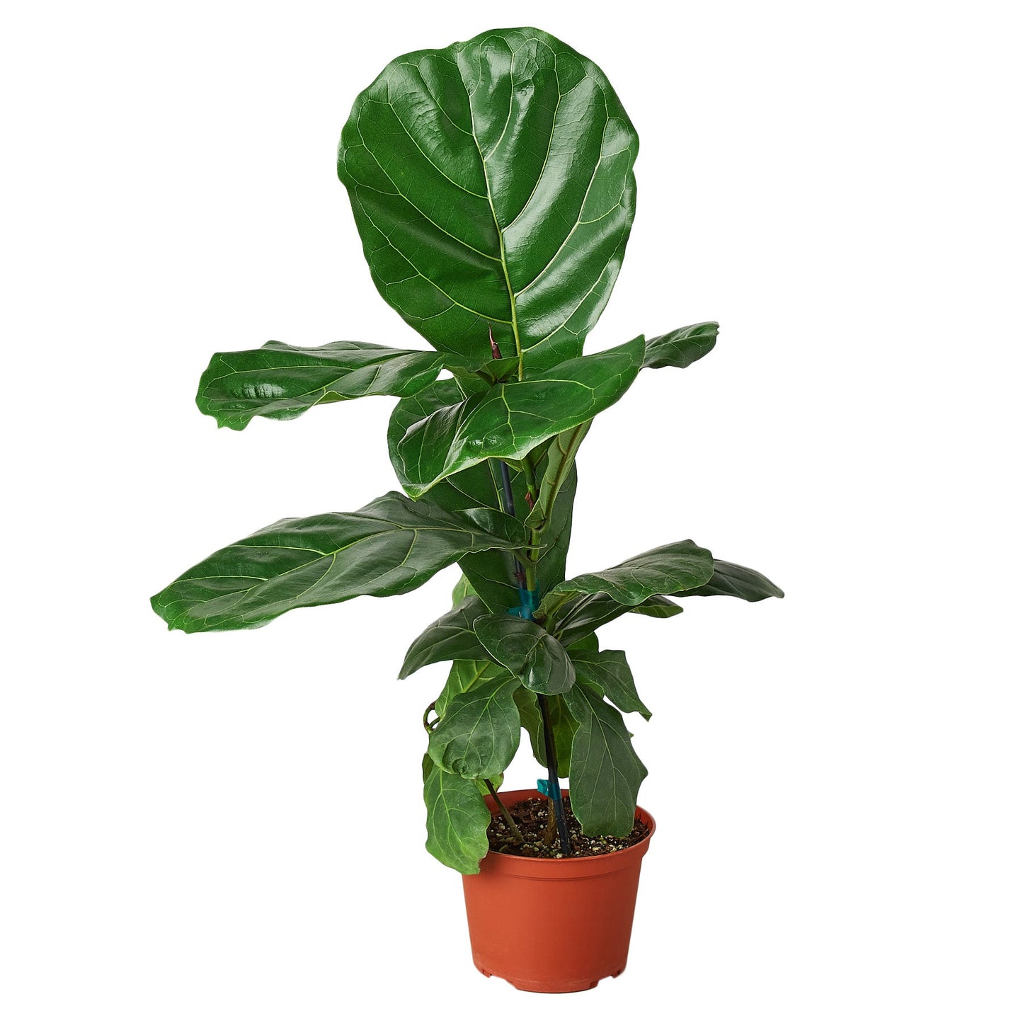 Ficus Lyrata 'Fiddle Leaf Fig'