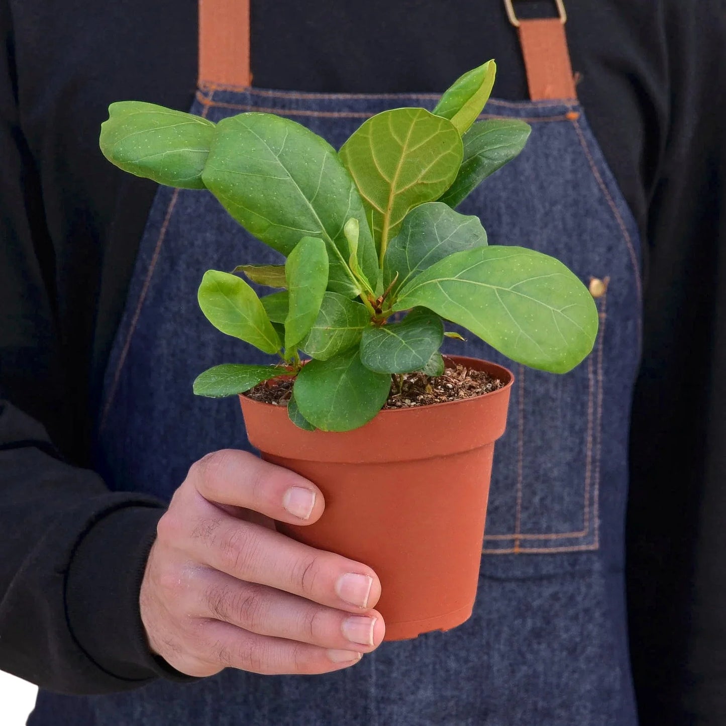 Ficus Lyrata 'Fiddle Leaf Fig'