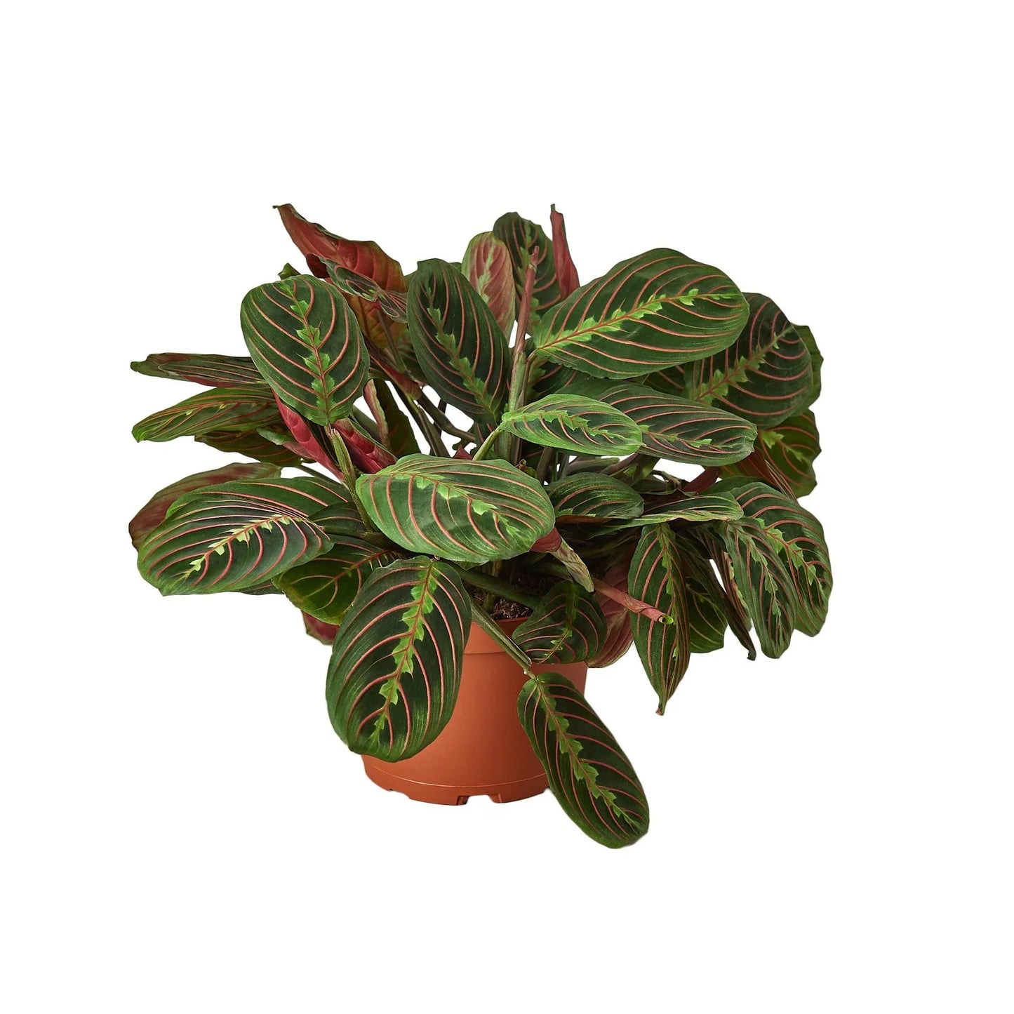 Maranta Red Prayer