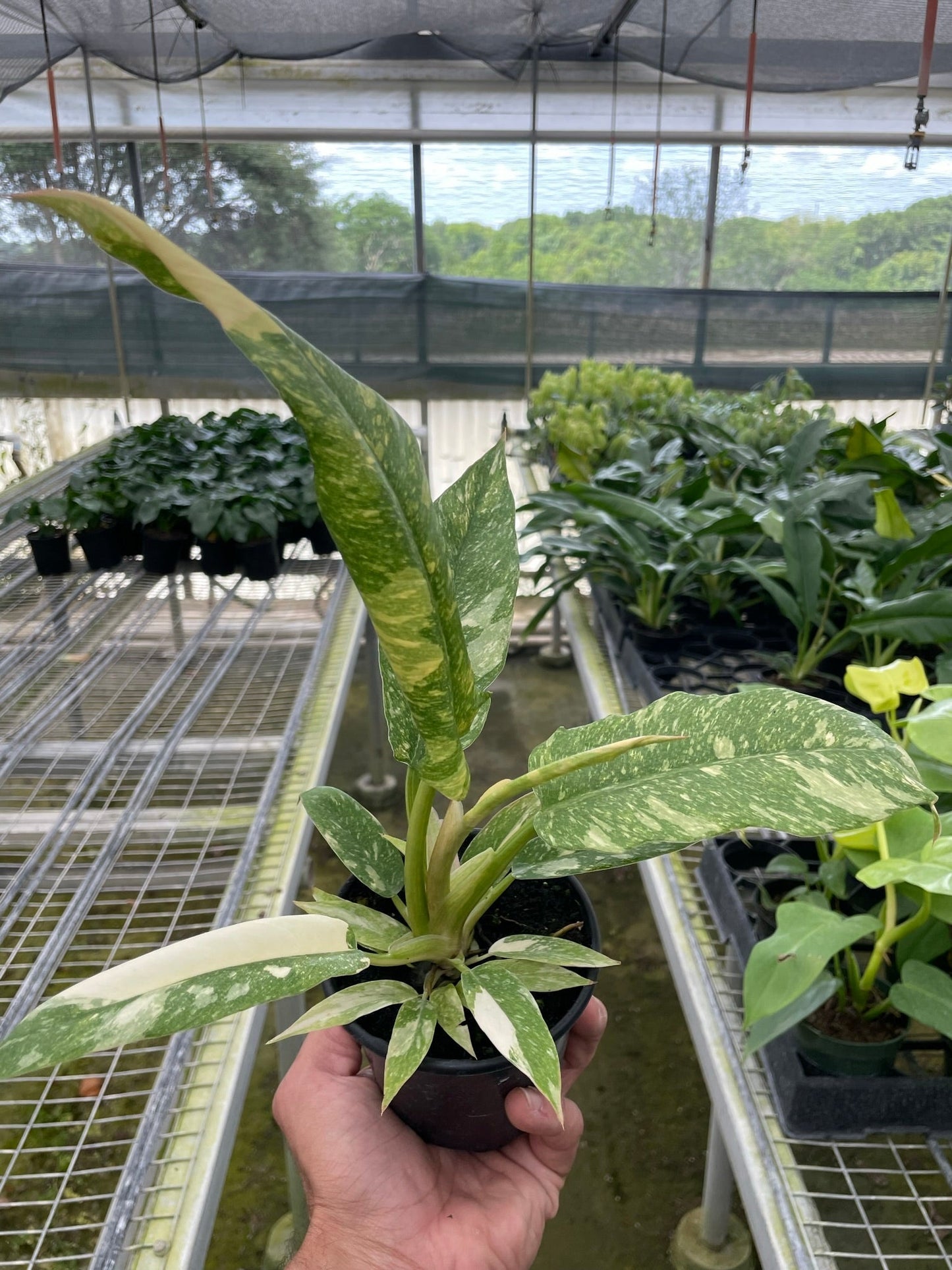 Philodendron 'Variegated Ring of Fire '