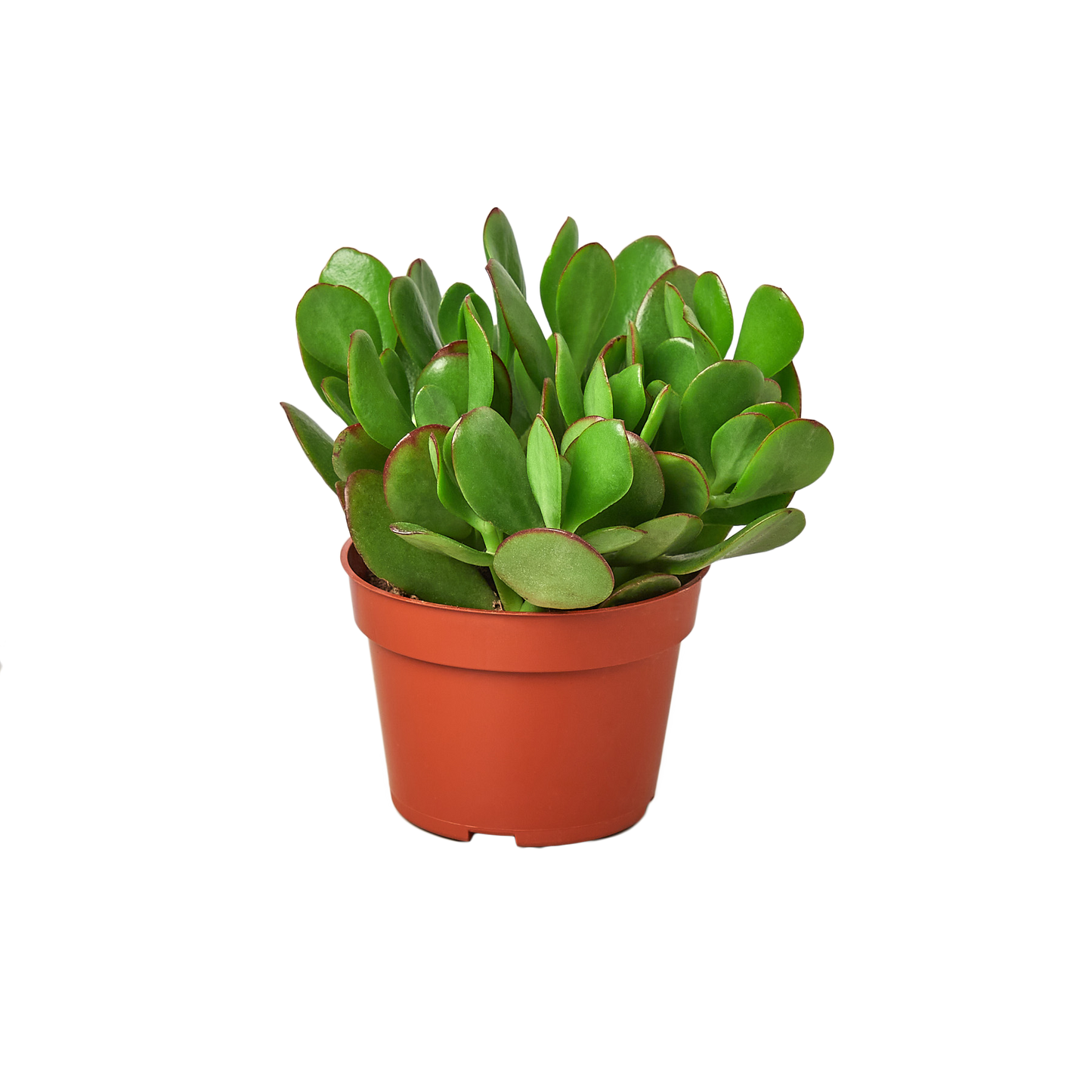 1 Succulent Monthly Subscription Box