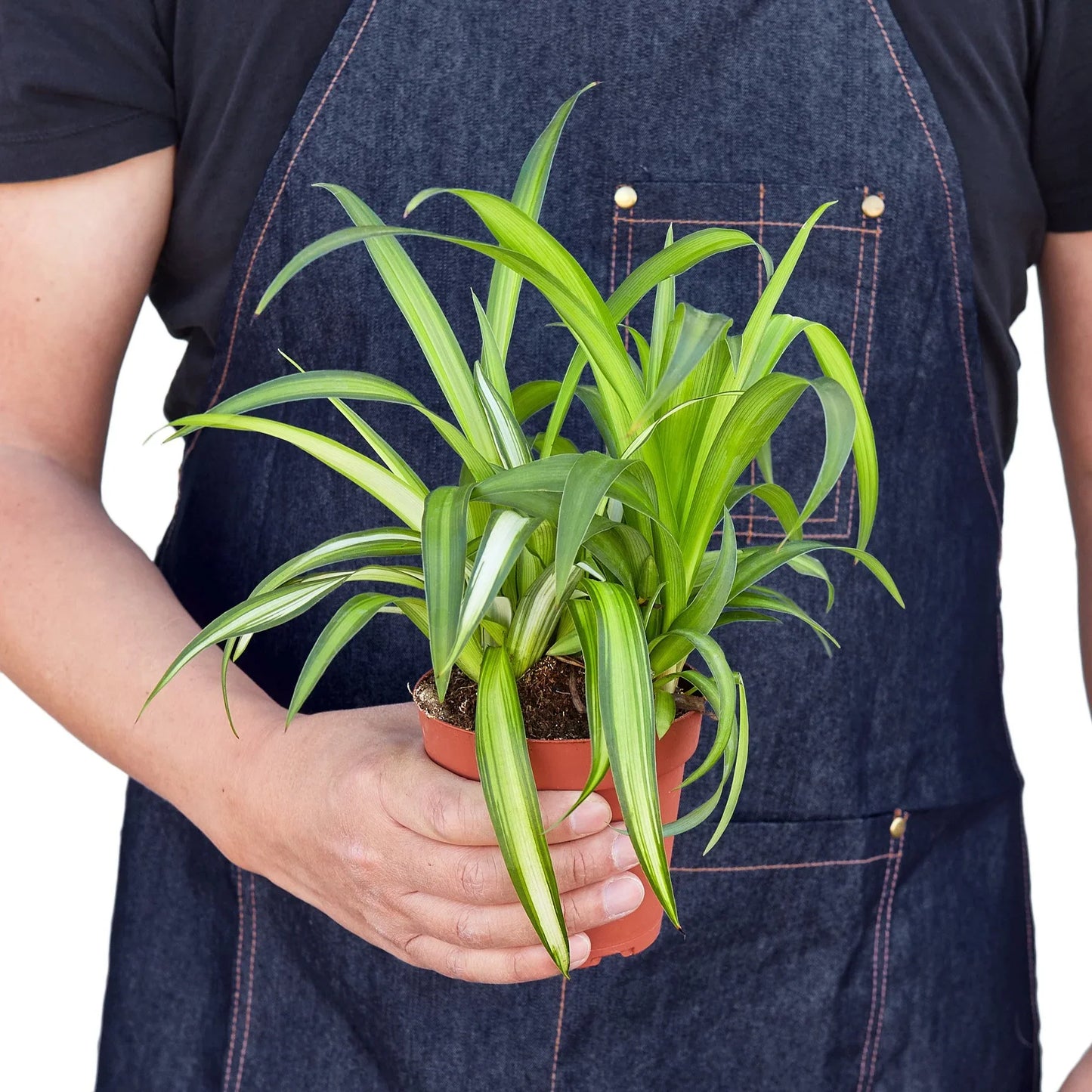 Spider Plant Hawaiian