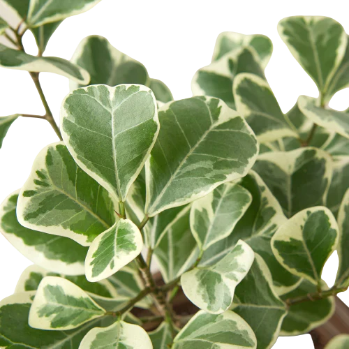 Ficus Elastica 'Triangularis' Variegated