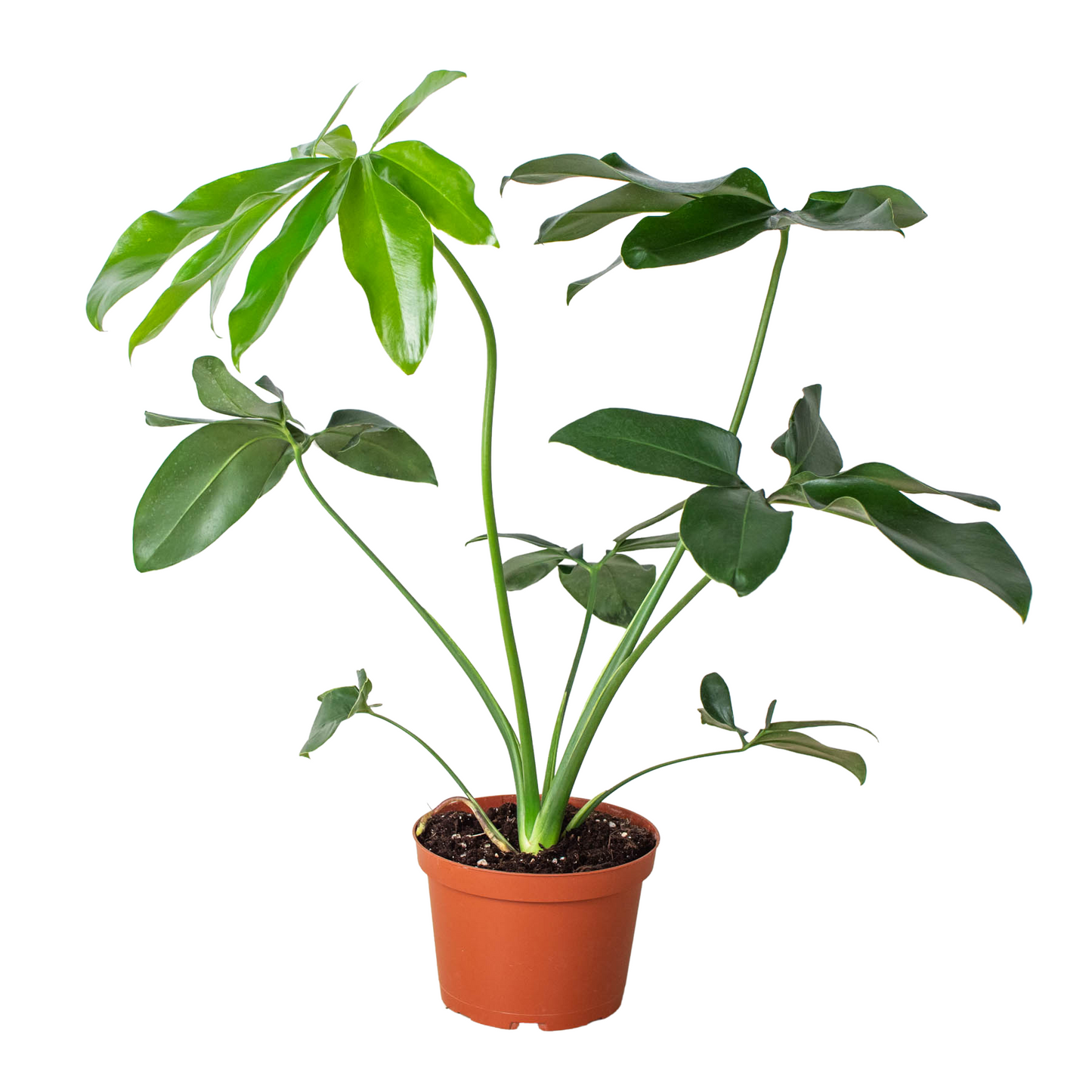 Philodendron 'Goeldii'