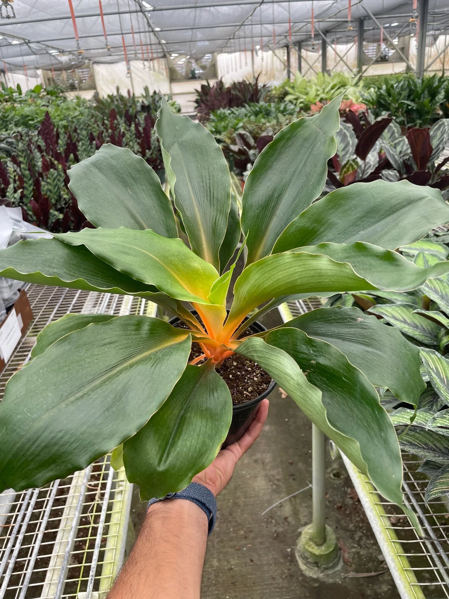 Spider Plant 'Fire Flash'