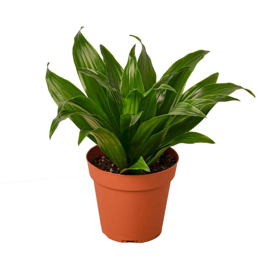 Dracaena 'Janet Craig' - 4" Pot - NURSERY POT ONLY