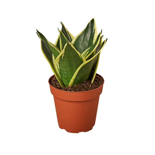 Snake Plant Black Gold